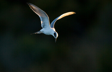 Forsters Stern, Forsters Tern, Sterna forsteri