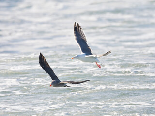 Fototapeta na wymiar Pacifische Mantelmeeuw, Western Gull, Larus occidentalis