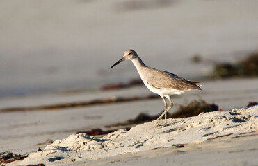 Willet; Western Willet; Catoptrophorus semipalmatus