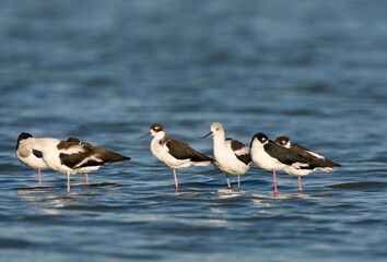 Noord-amerikaanse Kluut, American Avocet,  Recurvirostra america