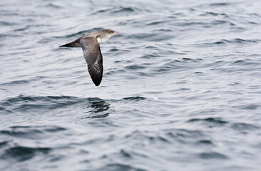 Chileense Grote Pijlstormvogel, Pink-footed Shearwater, Puffinus