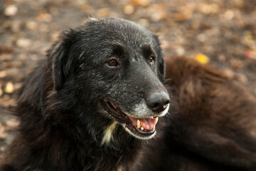Fototapeta premium black dog portrait
