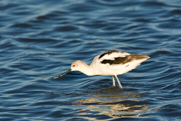 Noordamerikaanse Kluut, American Avocet, Recurvirostra americana