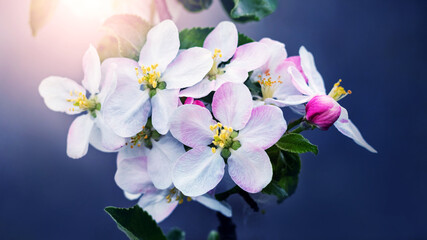 Blossoming apple tree. A branch of an apple tree with flowers on a dark blue background in sunny weather