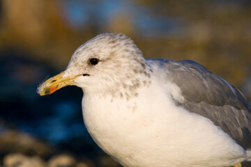Californische Meeuw; California Gull; Larus californicu