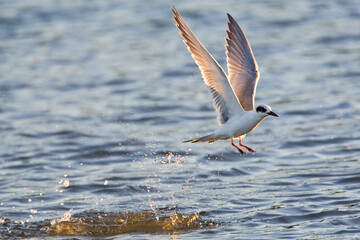 Forsters Stern, Forsters Tern, Sterna forsteri