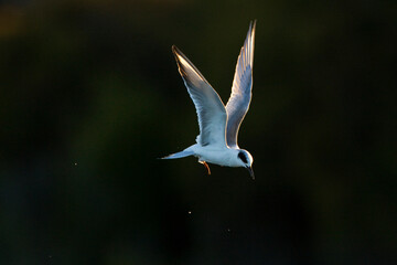 Forsters Stern, Forsters Tern, Sterna forsteri