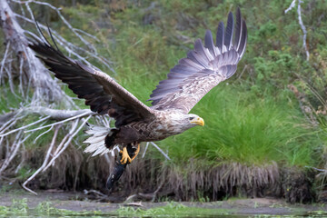 white-tailed eagle