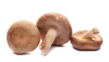 Fresh shiitake mushroom pile isolated on white