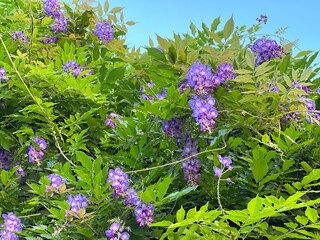 Wisteria purple flowers climbing vine plant amethyst falls in the garden. © OLENA LIALINA