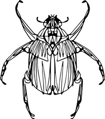 Vector linework sketchy insects for biology content, tattoos, t-shirt designs and other uses