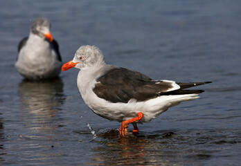 Dolfijnmeeuw, Dolphin Gull, Leucophaeus scoresbii