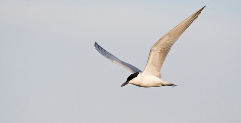 Obraz premium Lachstern, Gull-billed Tern, Gelochelidon nilotica