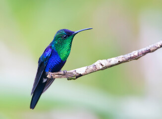 Fototapeta premium Paarskroonbosnimf, Violet-crowned Woodnymph, Thalurania colombica