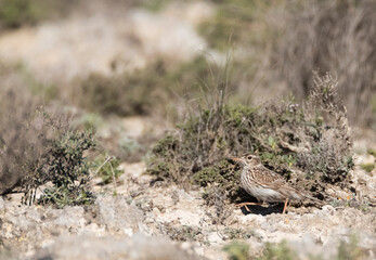 Duponts Leeuwerik, Dupont's Lark, Chersophilus duponti duponti