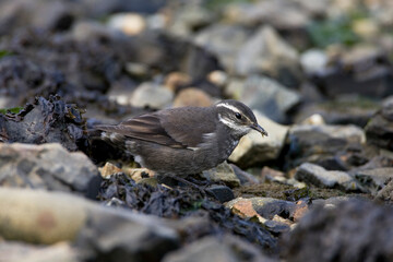 Grijsflankwipstaart, Grey-flanked Cinclode, Cinclodes oustaleti