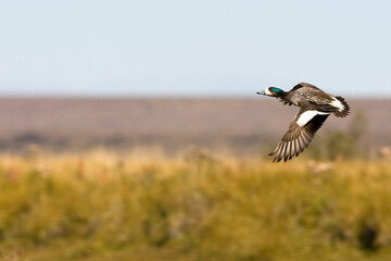 Chileense Smient, Chilean Wigeon, Anas sibilatrix