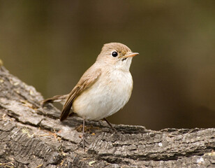 Obraz premium Red-breasted Flycatcher, Kleine Vliegenvanger, Ficedula parva