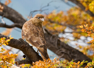 Chimango, Chimango Caracara, Milvago chimango