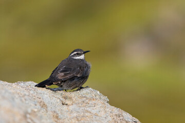 Grijsbuikwipstaart, Dark-bellied Cinclodes, Cinclodes patagonicus