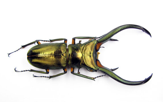 Stag beetle isolated on white. Cyclommatus elaphus with long mandibulas macro close up, lucanidae, coleoptera, insects collection.