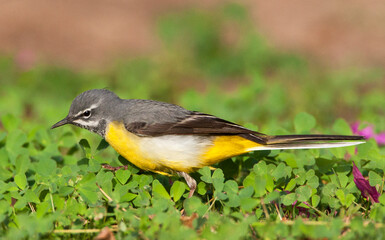 Fototapeta premium Grote Gele Kwikstaart, Grey Wagtail, Motacilla cinerea