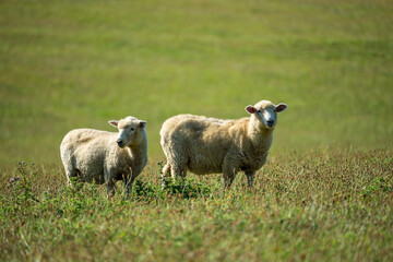 Fototapeta premium Schafe im frischem grünen Gras in Neuseeland.