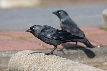 Kauw, Western Jackdaw, Corvus monedula