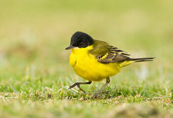 Balkankwikstaart, Black-headed Wagtail, Motacilla feldegg