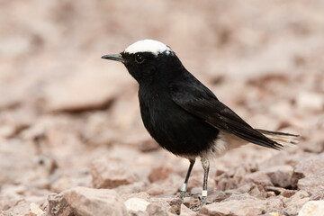 Obraz premium Witkruintapuit, White-crowned Wheatear, Oenanthe leucopyga