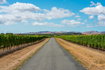 Straße zwischen den Weinbergen in Neuseeland mit blauem Himmel.