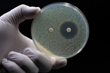 A doctor's or researcher's hand holding a Petri dish with a culture of bacteria on which an antibiotic disc test is performed. Antimicrobial resistance concept - obrazy, fototapety, plakaty