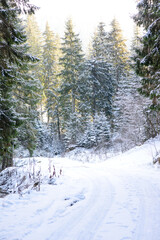 Beautiful winter green coniferous forest on the slopes of the mountains
