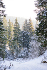 Beautiful winter green coniferous forest on the slopes of the mountains
