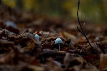 Pilze im Herbstwald 2