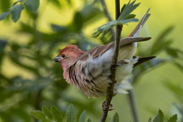 Common Rosefinch