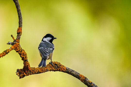 Passerine Bilder Durchsuchen 191,767 Archivfotos, und