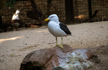Kelp Gull (Larus dominicanus)