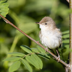 Blyth&rsquo;s Reed Warbler