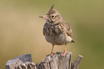 Crested Lark, Kuifleeuwerik, Galerida cristata