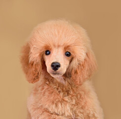 Cute toy poodle puppy
