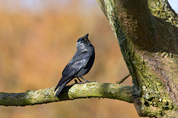 Kauw, Western Jackdaw, Corvus monedula