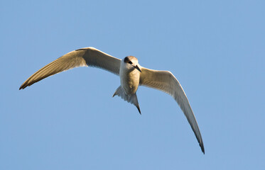 Forsters Stern, Forster's Tern, Sterna forsteri