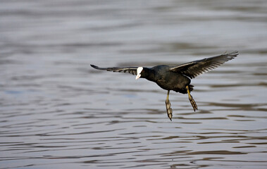 Meerkoet, Eurasian Coot, Fulica atra