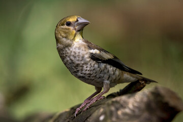 Appelvink, Hawfinch, Coccothraustes coccothraustes