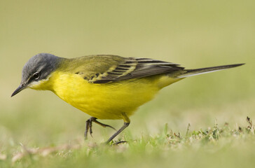 Gele Kwikstaart, Blue-headed Wagtail, Motacilla flava