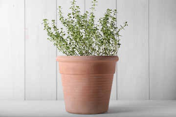 Aromatic green potted thyme on white table