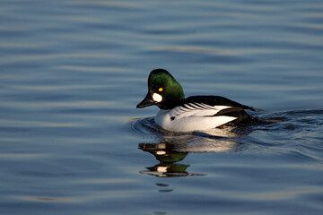 Brilduiker, Common Goldeneye, Bucephala clangula