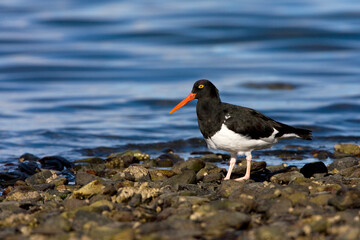 Magelhaenscholekster, Magellanic Oystercatcher, Haematopus leucopodus
