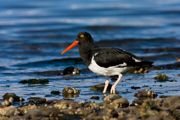 Magelhaenscholekster, Magellanic Oystercatcher, Haematopus leucopodus
